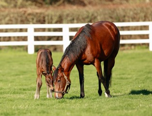 The Aga Khan Studs reveal mating plans for 2026