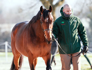 Successful sales debuts for first crop foals