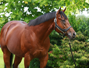 The Aga Khan Studs announce 2024 nomination fees