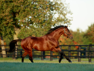 Aga Khan Studs announce 2025 mating plans