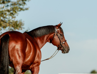 Les lignées des Aga Khan Studs brillent à l’international