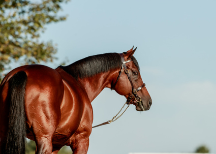 Les lignées des Aga Khan Studs brillent à l’international
