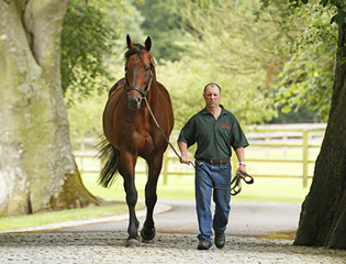 End of a successful year for the Aga Khan Studs
